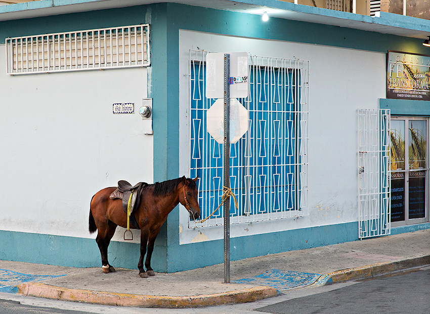 Horse in Isabel