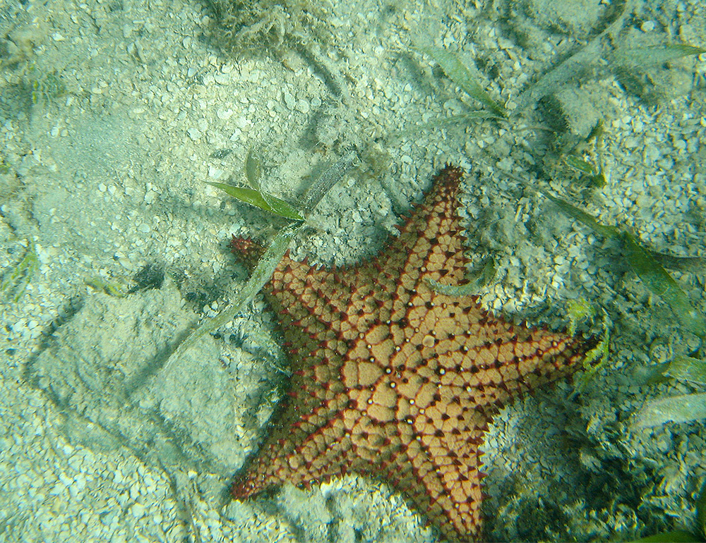 starfish2